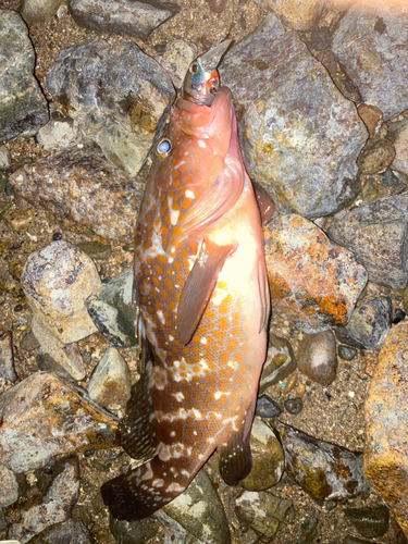 アコウの釣果