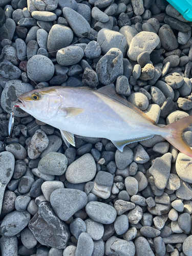 ショゴの釣果