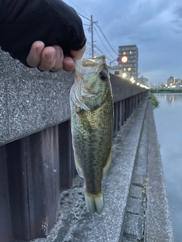 ラージマウスバスの釣果