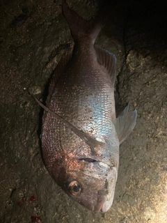 タイの釣果