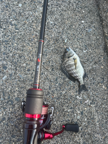 クロダイの釣果