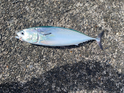 ソウダガツオの釣果