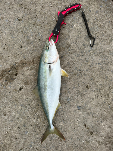 イナダの釣果