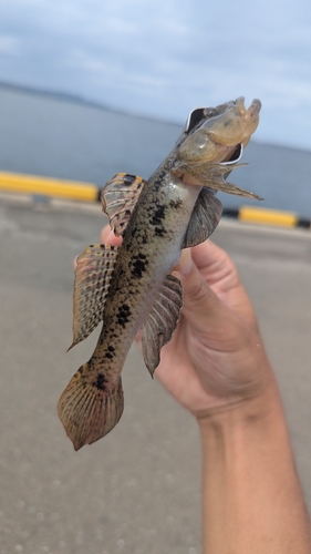 ハゼの釣果