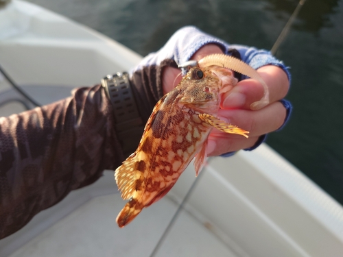 カサゴの釣果