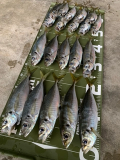 アジの釣果