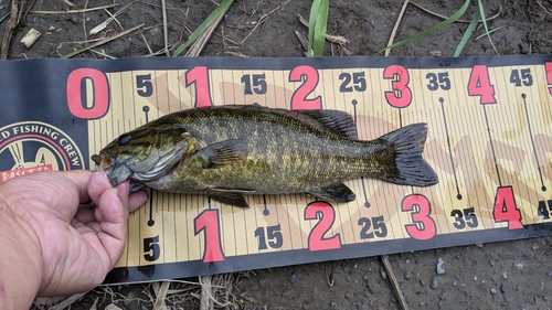 スモールマウスバスの釣果