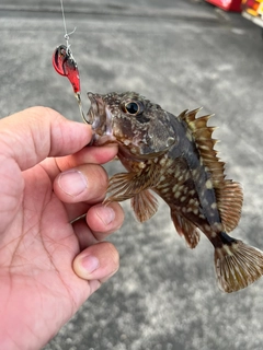 カサゴの釣果