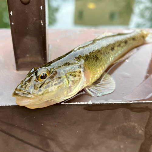 マハゼの釣果