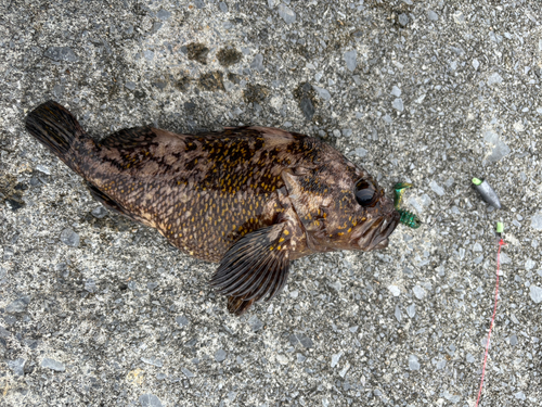 オウゴンムラソイの釣果