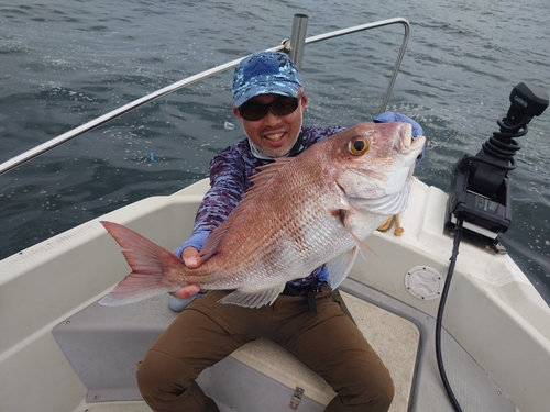 マダイの釣果