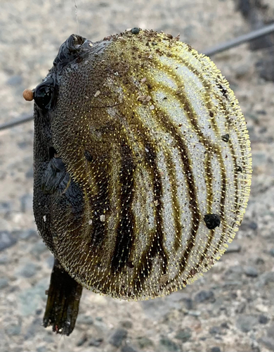 モヨウフグの釣果