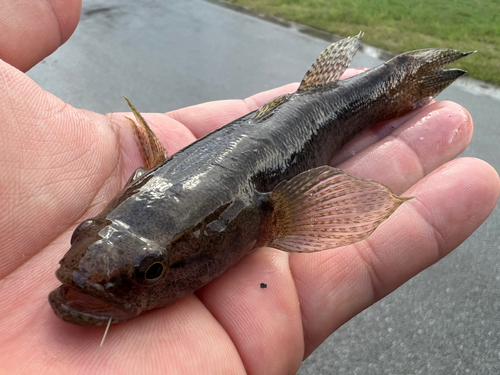 ホシマダラハゼの釣果