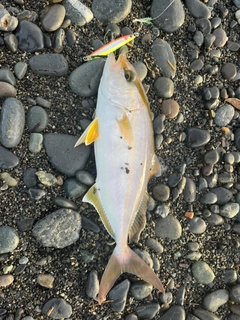 ショゴの釣果