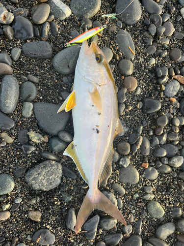 片浜海岸