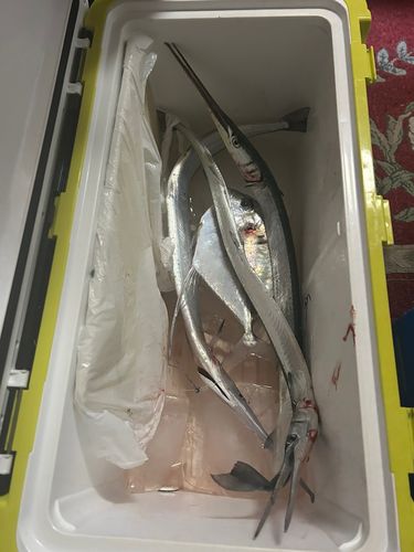 ダツの釣果