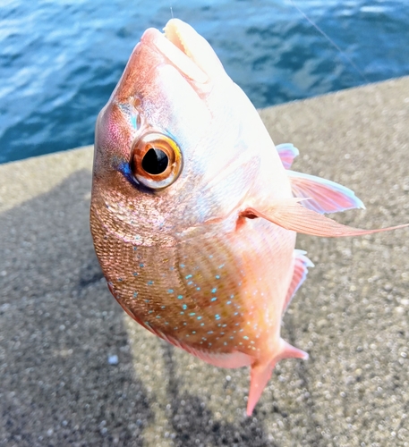 タイの釣果