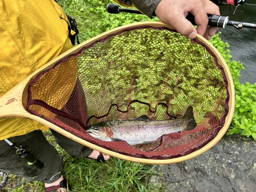 ニジマスの釣果