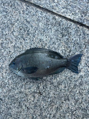 メジナの釣果