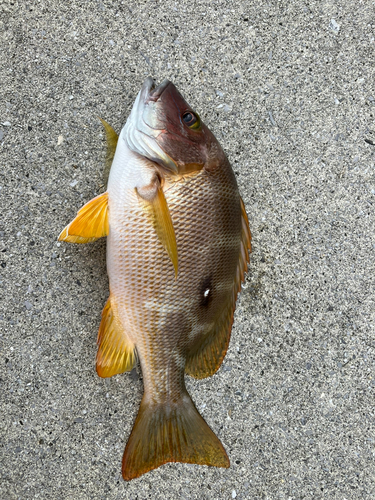 フエダイの釣果