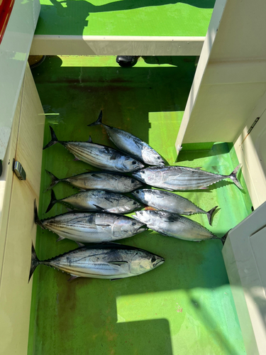 カツオの釣果