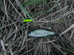 ブラックバスの釣果