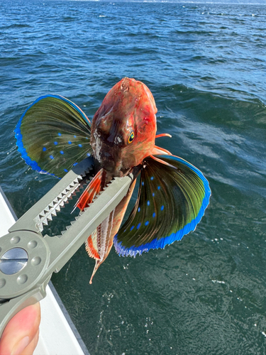 ホウボウの釣果