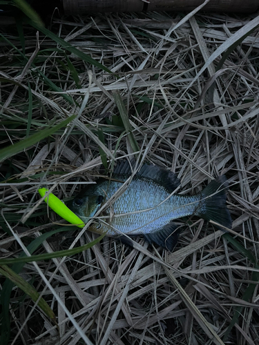 ブルーギルの釣果