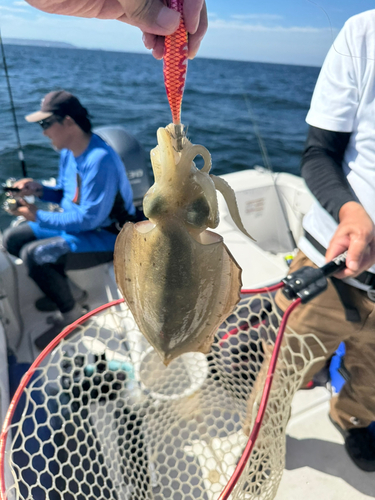 コウイカの釣果