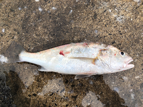 シログチの釣果