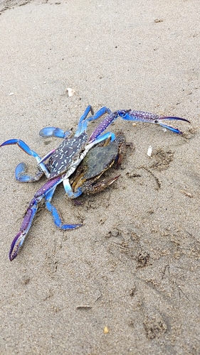 カニの釣果