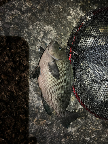 メジナの釣果