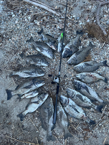 クロダイの釣果