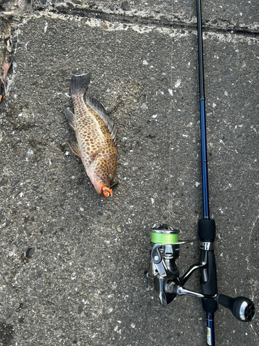 オオモンハタの釣果