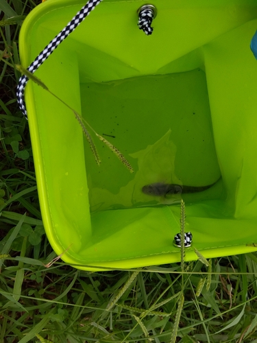 マハゼの釣果