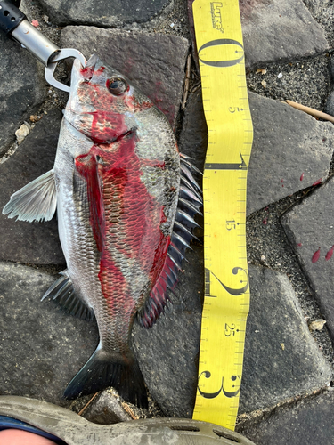 クロダイの釣果