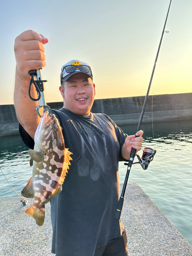 マハタの釣果