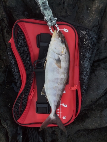 ショゴの釣果