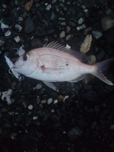 チダイの釣果