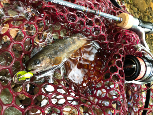 オショロコマの釣果