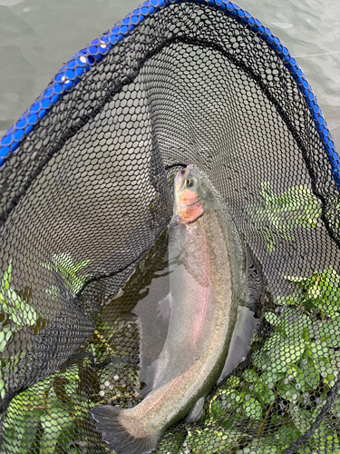 ニジマスの釣果