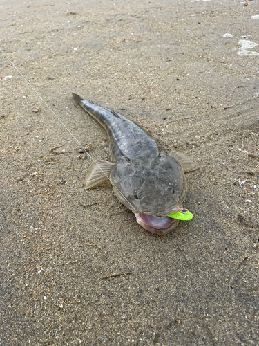 マゴチの釣果