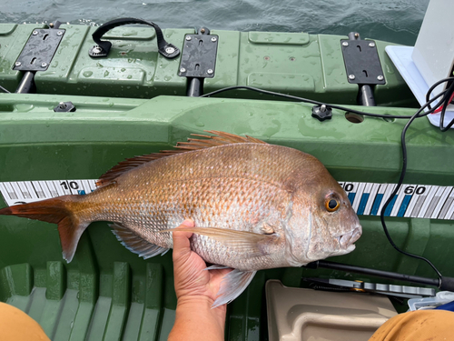 タイの釣果