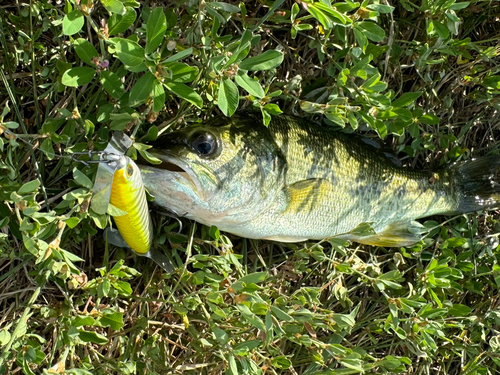 ブラックバスの釣果