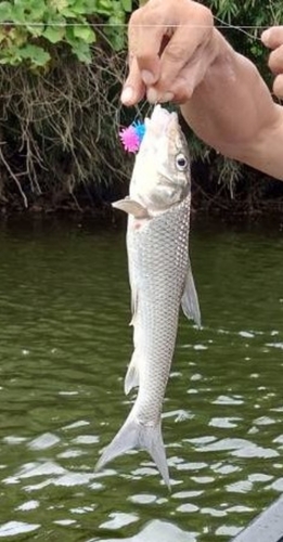 ニゴイの釣果