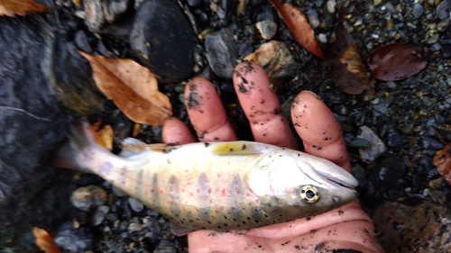 アマゴの釣果