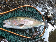 ニジマスの釣果