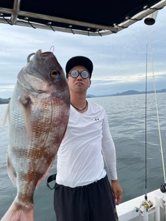 マダイの釣果