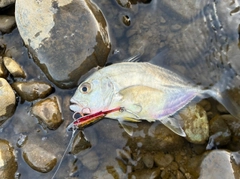 メッキの釣果