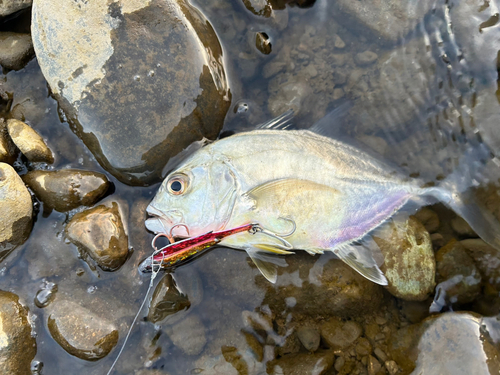 メッキの釣果